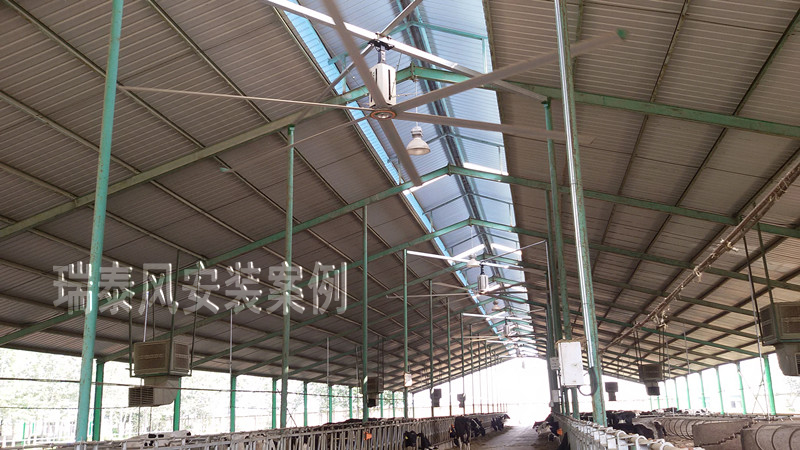 瑞泰風(fēng)工廠車間用大型工業(yè)吊扇，養(yǎng)殖場應(yīng)用案例